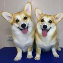 Щенки Корги-Пемброк, в г.Аликанте