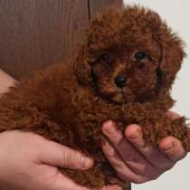 Пудель той. Red brown, в г.Бранденбург