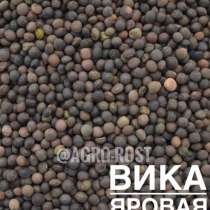 Вика яровая, в Казани