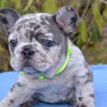 Французский бульдог. Blue eyes, в г.Берлин