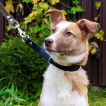 По-английски изысканный молодой пес, в Санкт-Петербурге