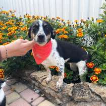 Ищет дом метис таксы с красивым окрасом, в Санкт-Петербурге