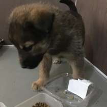 Маленький комочек счастья, в Санкт-Петербурге