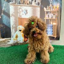 Девочка той пудель мини размер, в г.Мюнхен