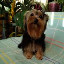 Йоркширский терьер, в г.Гольдберг