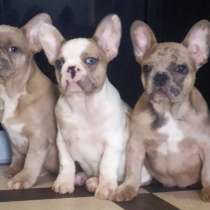 French Bulldog. Girl's, в г.Херборн