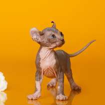 Хрупкий симпатяга-Эльф, Двэльф, бамбино, сфинкс, в Сочи