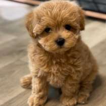 Мальтипу F - 1. Caramel, в г.Берлин