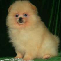 Померанский шпиц. Peach cream, в г.Rothenburg