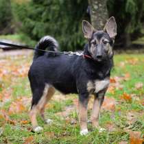 Мультяшный щенок, в Санкт-Петербурге