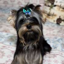 Yorkshire terrier. Boy, в г.Arnsdorf