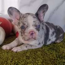 Французский бульдог. Blue eyes, в г.Gadheim