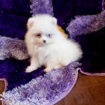 Pomeranian spitz. Mini girl. Blue eye, в г.Берлин