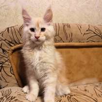 Мейн Кун Осман, в Санкт-Петербурге