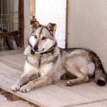 Молодой роскошный и пушистый пёс, в Санкт-Петербурге