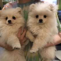 Померанский шпиц, в г.Франкфурт-на-Майне