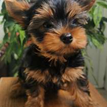 Йоркширский терьер. Мелкий стандарт, в г.Дрезден