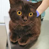 Кот Бруно, в Краснодаре