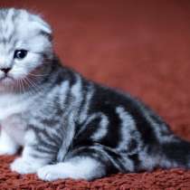 Котята шотландские вислоухие и страйты, в Москве