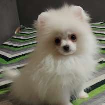 Померанский шпиц. Мелкий стандарт, в г.Aach