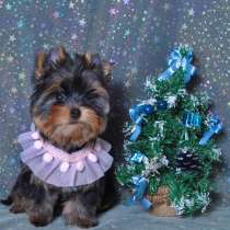 Щенки Йоркширского терьера. Маленькая девочка, в Москве