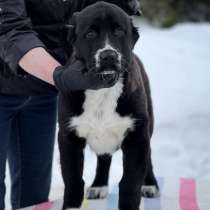 Среднеазиатская овчарка (алабай), в Ярославле