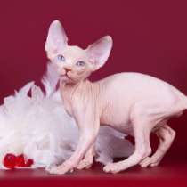 Экзотика и немного мистики-сфинкс, в Красноярске