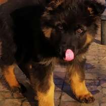 Супер пёсель!!!))), в г.Хмельницкий