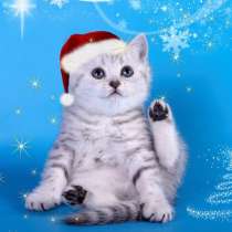 В Новый Год - с новым пушистым другом! :), в Москве