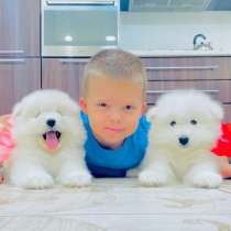 Очаровательные щеночки самоедики, в Пушкино