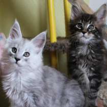 Мейн кун, в Санкт-Петербурге