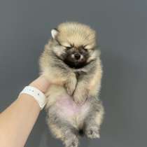 Мини шпиц, в г.Бухарест