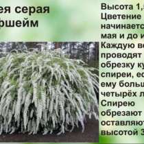 Все декоративные саженцы для Сибири мороза Стойчева, в Красноярске