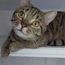 Смешной и ласковый Тимоша в самые добрые руки!, в Москве