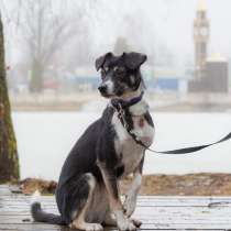 Хрупкая собачка-неженка, в Санкт-Петербурге