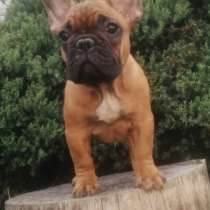 Французский бульдог, в г.Battenberg