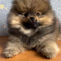 Померанский шпиц, в г.Берлин