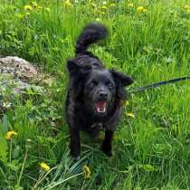 Маленькая диванная собачка ищет дом, в Санкт-Петербурге