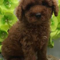 Той пудель, в г.Берлин