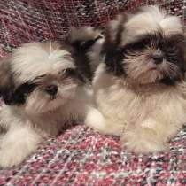 Ши - тцу, в г.Монреаль