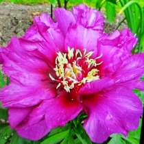 Древовидные пионы, в г.Луганск