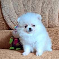 Померанский шпиц, в г.Bismark