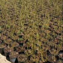 Саженцы голубики "Дюк" Инвитро, в г.Гомель