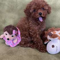 Toy puddle. Red girl, в г.Берлин