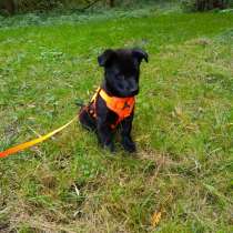 Маленький хорошенький щенок, в Санкт-Петербурге