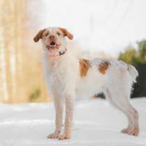 Интересная и милая собака, метис дратхаара, в Санкт-Петербурге