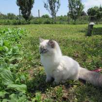 Невские маскарадные котята, в Сургуте