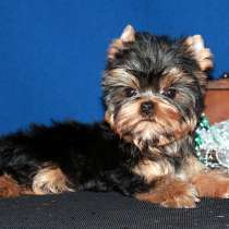 Стандартный мальчик Йоркширского терьера. Беби фейс, в Москве