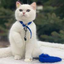 Куплю или приму в дар котёнка Британской пароды, в г.Брилон