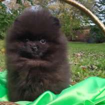 Померанский шпиц, в г.Гольдберг